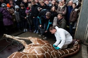 В датском зоопарке в назначенную дату жирафа умертвили при помощи выстрела из строительного пистолета. 
Тело в присутствии и огромного количества зрителей, среди которых было полно детей, расчленили и отправили на корм львам и тиграм. 
А вы говорите цыпленок.....