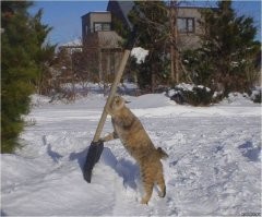 Кот пробирается сквозь сугроб