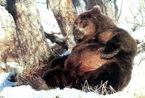 Просыпается медведь после зимней спячки. Поворочался, сморщился достает из пасти волос. Задумчиво прикладывает его к одной лапе не подходит, к другой опять не то. Потом к ногам не, не то. Прикладывает его между ног и, с округлившимися глазами и отчаянием в голосе: Не может быть!