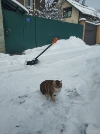 А у меня вот наоборот. Старшая - помогает. И она еще со мной и машину чинит, и вообще во всех делах по дому в первых рядах. Удивительная кошка. Никогда не понимал, что ей в этом может быть интересно, но факт остается фактом.