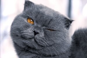 Почти ручной сом