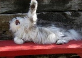 Не самые удачные фотографии пушистых бандитов, которые не ожидали папарацци
