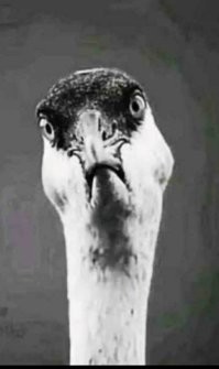 В конкурсе "Мисс Вселенная" впервые участвовала модель с пышными формами