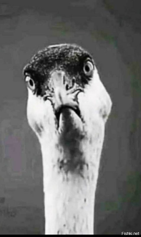 В конкурсе "Мисс Вселенная" впервые участвовала модель с пышными формами