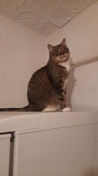 Мои питомцы, забрал из приюта пару месяцев назад. Кошку (4 летняя) мучали в детстве и у неё прям ПТСР,  котёнок (4 месячный) жил на улице,  подхватил инфекцию и потерял 1 глаз, второй глаз волонтёры спасли, он им видит, плохо, но видит.  Кормлю их , глажу, играю с ними.. спят со мной рядом, уже сами на руки идёт чтоб я им голову чесал.  Хотя, по началу шипели, убегали,  боялись незнакомого человека.