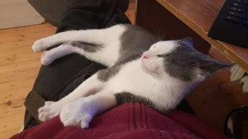 Мои питомцы, забрал из приюта пару месяцев назад. Кошку (4 летняя) мучали в детстве и у неё прям ПТСР,  котёнок (4 месячный) жил на улице,  подхватил инфекцию и потерял 1 глаз, второй глаз волонтёры спасли, он им видит, плохо, но видит.  Кормлю их , глажу, играю с ними.. спят со мной рядом, уже сами на руки идёт чтоб я им голову чесал.  Хотя, по началу шипели, убегали,  боялись незнакомого человека.