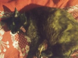 Не самые удачные фотографии пушистых бандитов, которые не ожидали папарацци