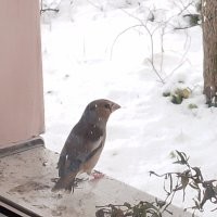 Вот этот красавчик позавчера мне на работе целый день в окно стучал. Тоже видимо очень хотел домашним питомцем стать.)))