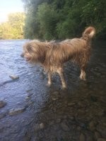 К нам на дачу приперся раненый пёс. Прозвали его велосипед из-за худобы. Лапа перебита, прятался от неловкого движения руки - били беднягу. Хотели отвезти к ветеринару, не давался, рычал и скалился. Пришлось самим справляться. Причесали, таблеток всяких от глистов и прочей нечести надавали, постригли, вообщем привели в порядок. Так как мы на даче живем не всё время, хотели его пристроить. Никто не хотел брать инвалида, но пока ждали «нового хозяина», привыкли к нему и оставили себе. Исправно охраняет дом пока нас нет. Соседи тоже полюбили его. Стал сыном полка. Улица теперь под надежной охраной. Своих знает, на чужих лает из-за забора. Хотя передвигается свободно и может легко напугать подбегая, но этого не делает - интеллигентный. Поставили ему автокормушку, но он оказался хитрее. Повадился к соседям просить жратву, у них умерла от старости собака и они с удовольствием кормят его вкусными супиками и кашками. А он и рад. Везде похавает. Теперь уже не велосипед, а чемодан дорожный. Правда до сих пор дергается когда гладишь, щурится и ждёт подвоха, хотя очень добрый и ласковый. Потеряли, мы люди, доверие…