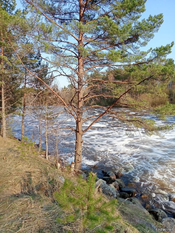 а вот мои фотки. этого лета.