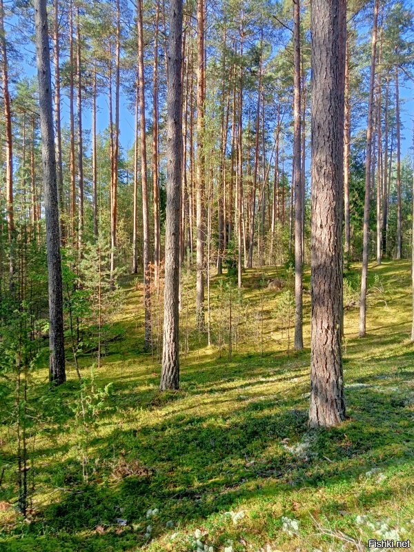а вот мои фотки. этого лета.