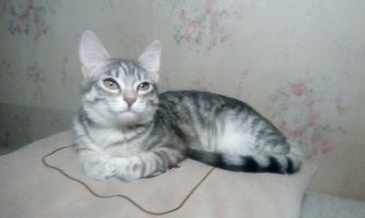 у меня когда мелочь завелась - я купила деревянные игрушки.. роняй - не хочу 
пришла с работы - подняла ))
ps - ронятель и её первая елка