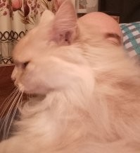 Я лежу на тебе, но делаю это без уважения!