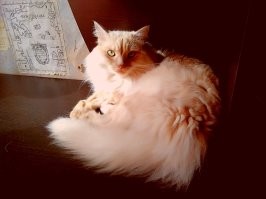 Очень похож на норвежского лесного кота. Но я знавал его матушку, Муську. Хотя, может папашка норвег.