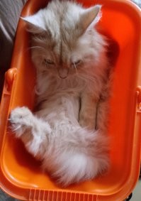 Обидели котейку.