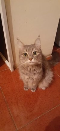 Это что. Вот моя кошара жрёт с утра до ночи, ещё и ночью старается разбудить, типо умирает с голодухи))) И куда всё это помещается?