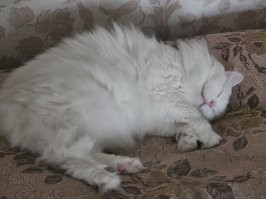 Так они внутри больше чем снаружи. У меня такая же.