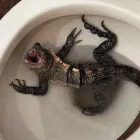 На утро после ужина в китайском ресторане....