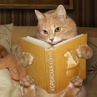 В Южной Корее фермеры подрались с полицейскими из-за запрета есть собак