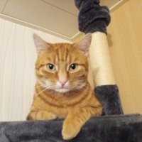 Эгоисты. Рыжий тоже в дом хочет! Мой Эрик не одобряет поведение этих хвостатых...