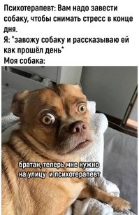 20 пушистых безобразников, у которых свой взгляд на правила