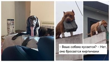 20 пушистых безобразников, у которых свой взгляд на правила