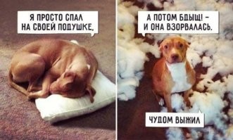 20 пушистых безобразников, у которых свой взгляд на правила