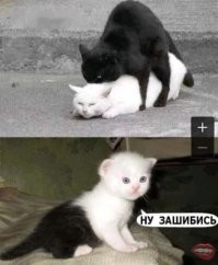 Комментарии и картинки из соцсетей. Свежак за 1 декабря