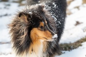 Приземляюсь на носу, счастье всем уже несу!