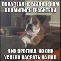 20 пушистых безобразников, у которых свой взгляд на правила
