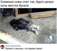 Комментарии и картинки из соцсетей. Свежак за 2 декабря