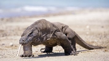 Про уничтожение динозавров метеоритом - бред полнейший и давно развеянный миф.

Технически один метеорит мог вдарить по глобусу так, что в округе вымерли крупные особи.. но как бы это повлияло на динозавров с другой стороны планеты?  Или метеорит должен был быть настолько большой, что от его удара вся кора Земли бы нагрелась так, что любая жизнь была бы уничтожена. Или метеорит привёл к активизации тектонических процессов, которые разбудили вулканы (Сибирские траппы) и изменили климат на столько, что динозавры были лишены пищи и нужной температуры чтоб существовать.. Увы, такого кратера на планете не обнаружено, а вот археология показывает что "вымирали" динозавры десятки миллионов лет... что долговато для одного импактного события.

Причина вымирания динозавров - мы.
Наши далёкие-далёкие предки, которые были размером с крысу и отдалённо напоминали енотов.. мы заняли удачную биологическую нишу, были довольно мелкими и вёрткими чтоб избежать нападения крупных хищников (да и были слишком мелкими, чтоб быть интересными в качестве рациона), зато отлично лакомились кладками яиц динозавров, заставляя их сниматься с насиженных мест, богатых пищей, и эмигрировать в другие биомы, где наши предки ещё не расселились..  Из-за такой нервотрёпки, многие динозавры вынуждены были носить яйца в себе дольше положенного, так как не могли найти безопасного места без мелких грызунов, за счёт чего скорлупа в яичнике становилась толще и детёныш динозавра не мог пробить себе путь на свободу.. Найдены как и окаменелые яйца которые не вылупились с утолщением  внешнего покрова, так и скелеты "динозаврих", которые так и не отложили яйца и по тем или иным причинам погибли с ними.  Другие динозавры, мигрировав в иные биомы, столкнулись с серьёзной конкуренцией и меньшей кормовой базой за счёт чего неизбежно сокращалось потомство.. а по пятам за ними шли наши предки, продолжая их теснить и расхищать гнёзда. Итак, миллион за миллионом лет, мы занимали планету и выживали динозавров.. не только мы, появлялись и другие виды которые не были такими большим, зато были многочисленными, мелкими и хищными.. И то,  не все динозавры вымерли, многие видоизменились и до сих пор живут рядом с нами, мы просто их не замечаем, а они потомки тех чудовищ что топатились здесь миллионы лет назад, просто они эволюционировали и приспособились, поэтому живы до сих пор.
Метеорит тут не при чём. Он мог стать локальной катастрофой, или даже вызвать похолодание на несколько тысяч лет, но за гибель динозавров в глобальном плане - ответственны биологические виды, которые сейчас населяют планету.