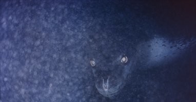 Морской леопёрд на суше страшным ни разу не выглядит. Вот под водой - другое дело.