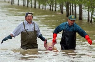 Обычно коров доят, а потом едят. Чем эта-то лучше? Спасители иоптыть...