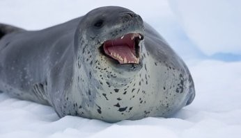 Ага, особенно когда улыбается :)