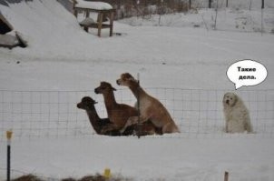 Традиционный праздничный пост про свитеры