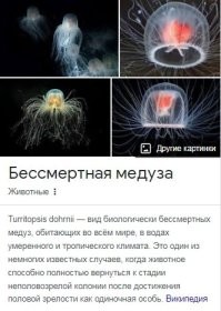 А как же бессмертные медузы?