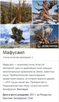 Ну, если говорить за "существо",то есть сосна 5000 лет.
 А сть ещё Пандо,с 80-ю тысячами лет..