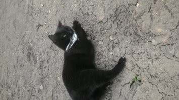 У меня версия лайт живет)))