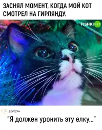 Немец побил рекорд по количеству новогодних ёлок дома