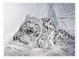 Пять) Ирбис (снежный барс) тоже пантера - Panthera uncia. А все вместе они называются Большие кошки