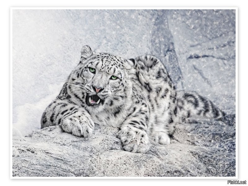 Пять) Ирбис (снежный барс) тоже пантера - Panthera uncia. А все вместе они называются Большие кошки