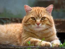 Самые умные-дворяне, особенно рыжие.