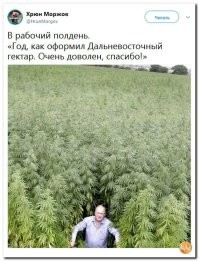 О конопле (просто немного статистики)