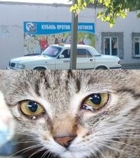 Кошки больше не вне закона в Сингапуре