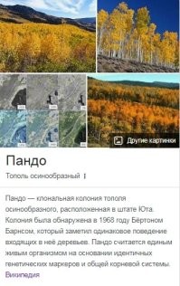 Я немного позанудствую. Самым крупнейшим растением сейчас считается Пандо - это колония тополя, имеющая общую корневую систему. 
 Считается самым древним(80 тыс. лет) и самым тяжелым(6 000 тонн) живым организмом.Занимает 43 гектара. 
 А самое высокое дерево - да,секвойя.