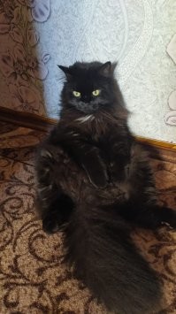 9 пород кошек, которые, согласно мнению экспертов, являются самыми умными