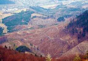 Это Карпаты и очень ценные породы древесины, бук, граб, кедр, лиственница.....человек бывает страшнее пожара.