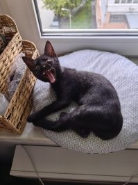 Это наша дворянка. Подобрана и вывезена из Черногории в июне этого года. Сейчас уже в три раза больше стала. Очень умная, энергичная. Глаз да глаз нужен)))