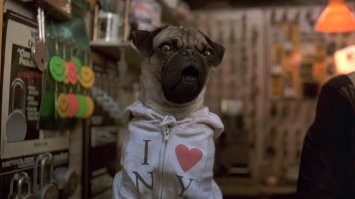 Если не нравится, поцелуй мой мохнатый зад. (С)